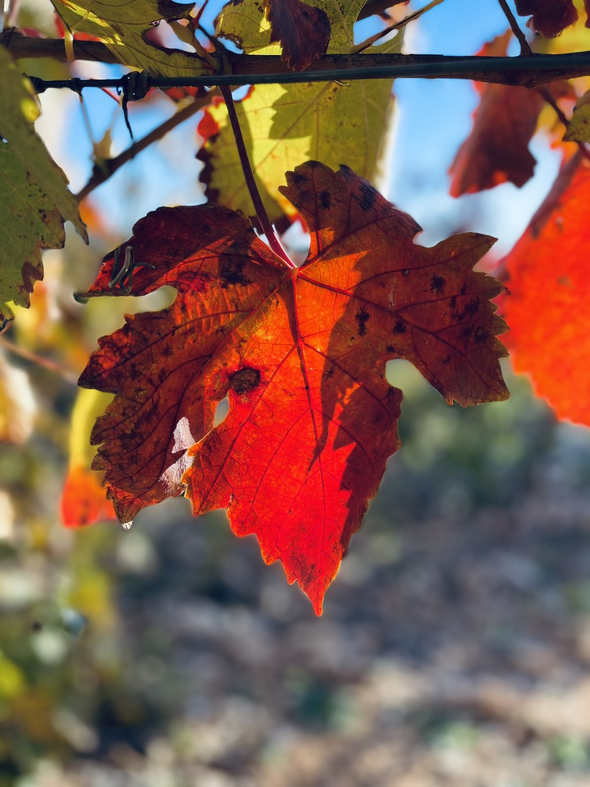 Hoja de vid de Tempranillo iluminada por el sol de otoño en tonos rojos y dorados