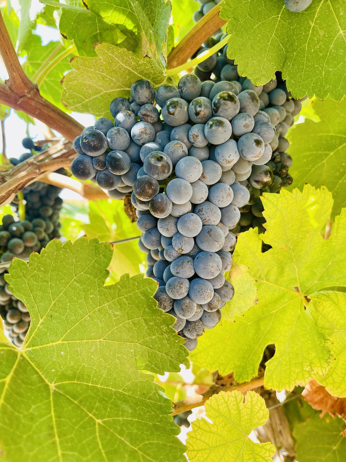 Racimos de uva Tempranillo madurando en la viña bajo el sol de Cuenca