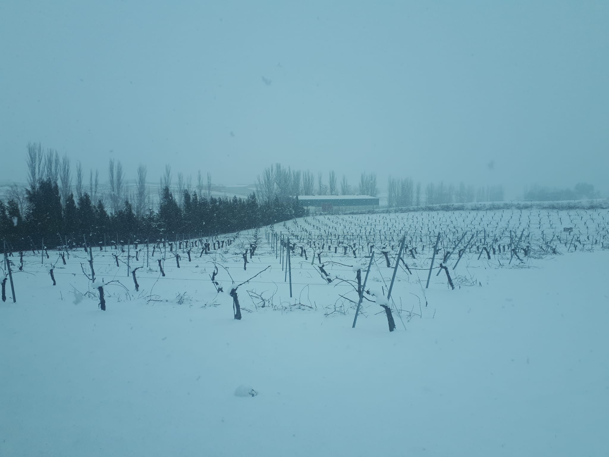 Viñedo de Finca Carramiñana cubierto de nieve en invierno con chopos al fondo